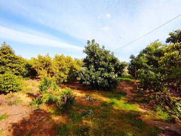 Terrenos y solares en venta en Corbera