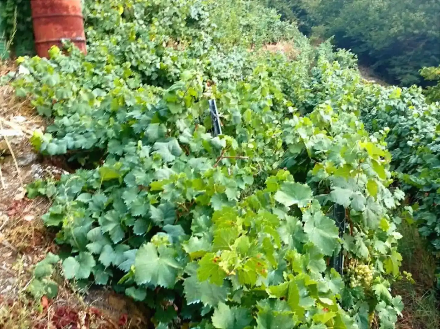 Terreno en venta en O Saviñao 