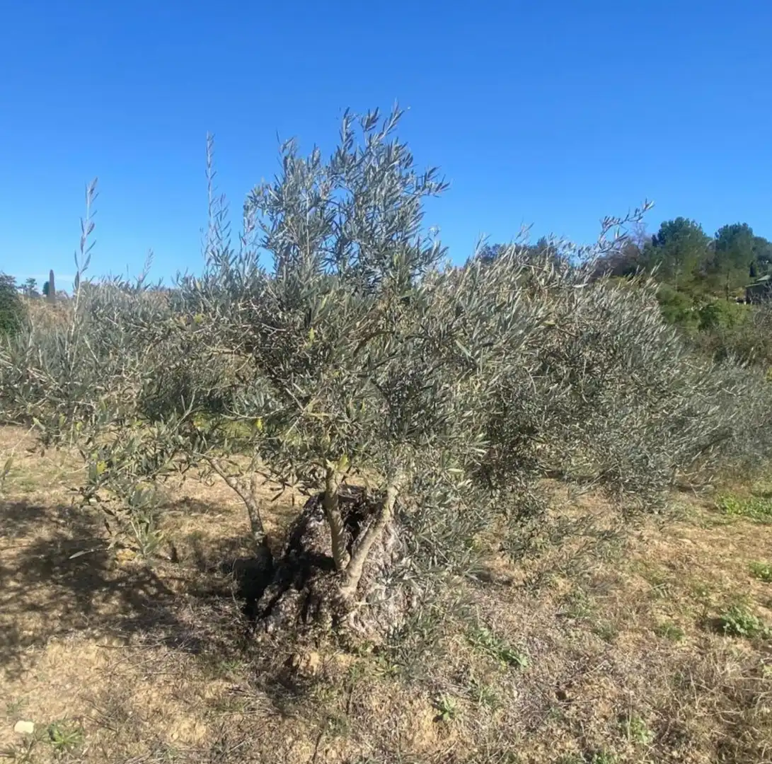 Terreni e lotti in vendita a Centro, imagen 5
