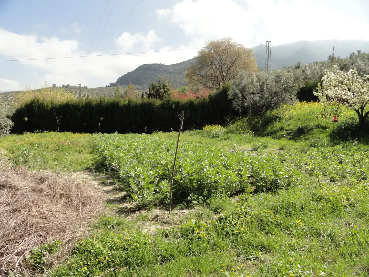 Land for sale in La Iruela