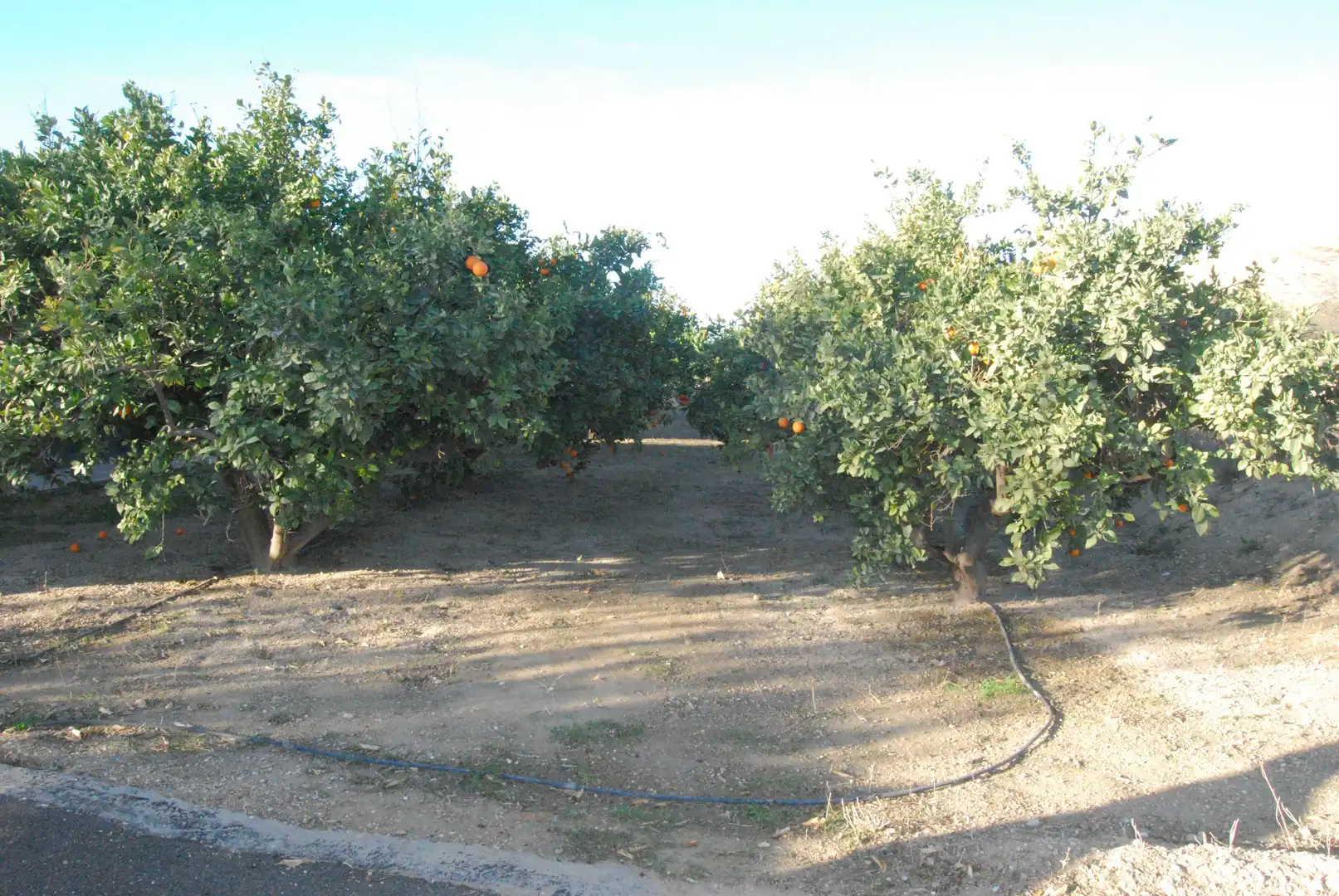 Houses for sale in Cañada del Fenollar