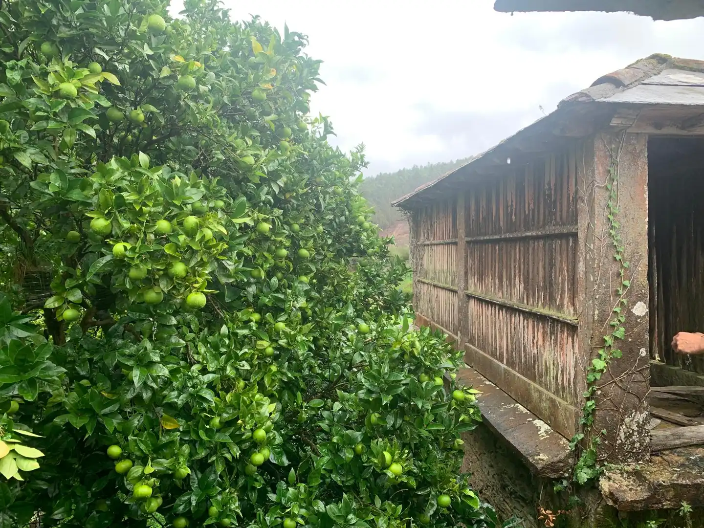 Casa rústica en venda a Camino Castillo Arriba, imagen 44