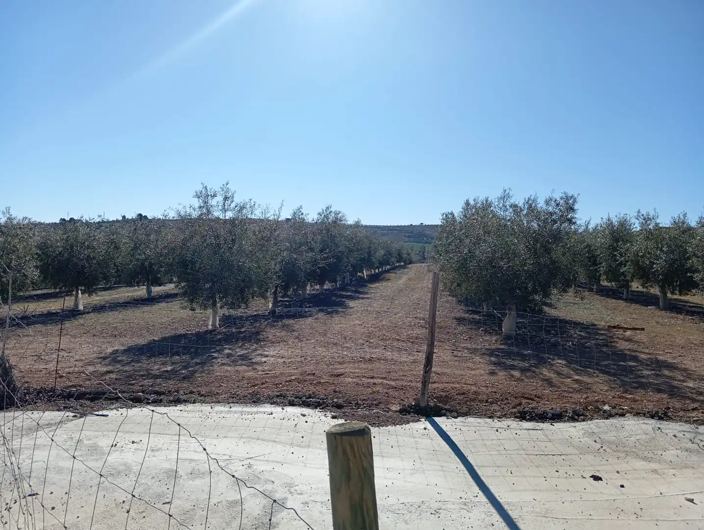 Terreno rústico en venta en Ventas de Huelma, imagen 14