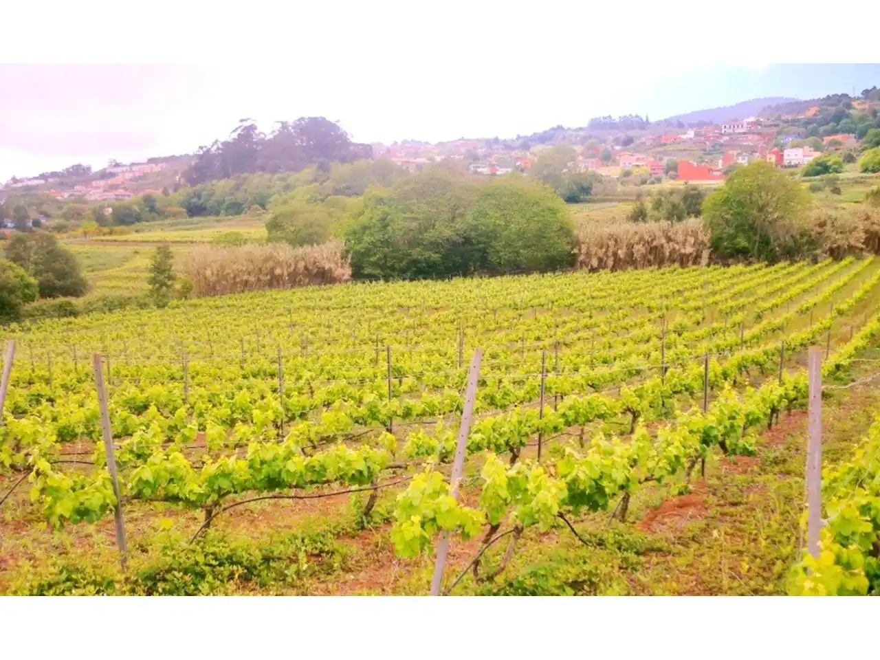 Vista exterior de Finca rústica en venta en El Sauzal con Jardín privado