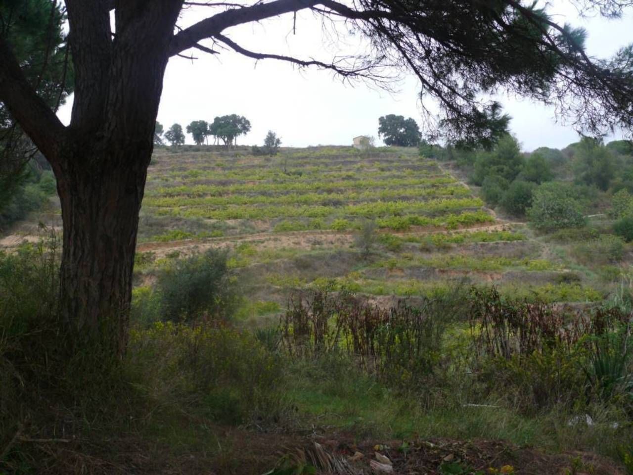 Land for sale in Blanes