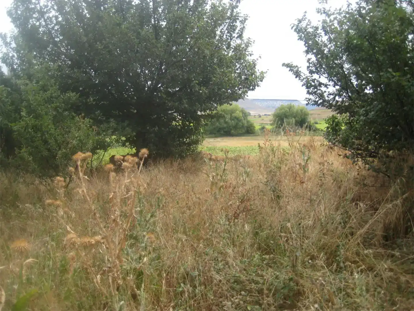 Grundstücke zum Verkauf in Caltojar
