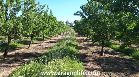 Foto 5 de Finca rústica en venda a Calle Monjas, Caspe, Zaragoza