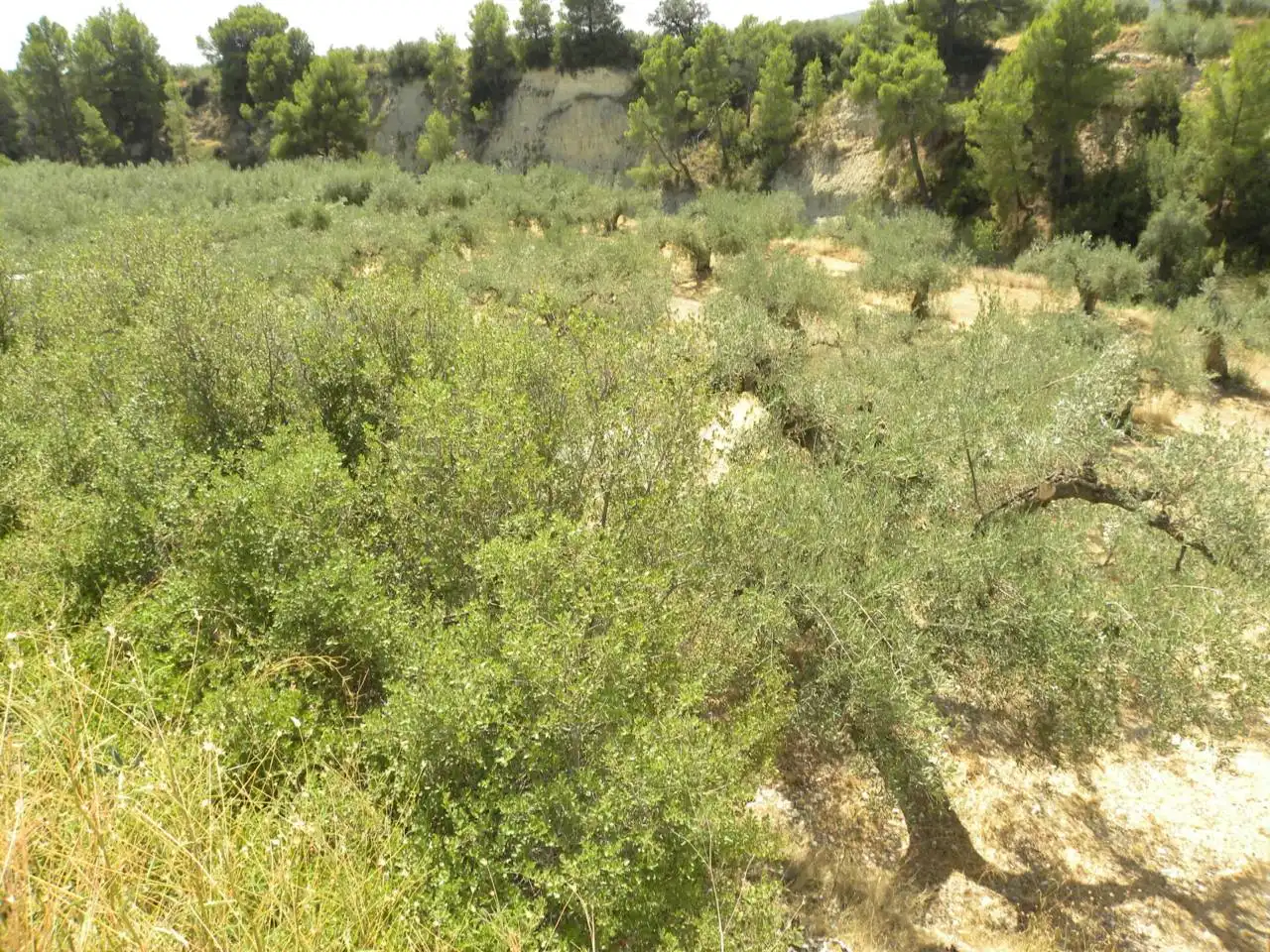 Terreno rustico in vendita a Camino Picardias, imagen 9