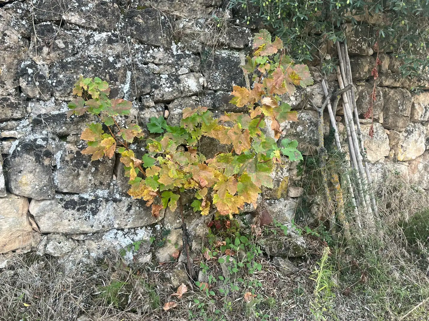 Terreni e lotti in vendita a Arens de Lledó, imagen 5