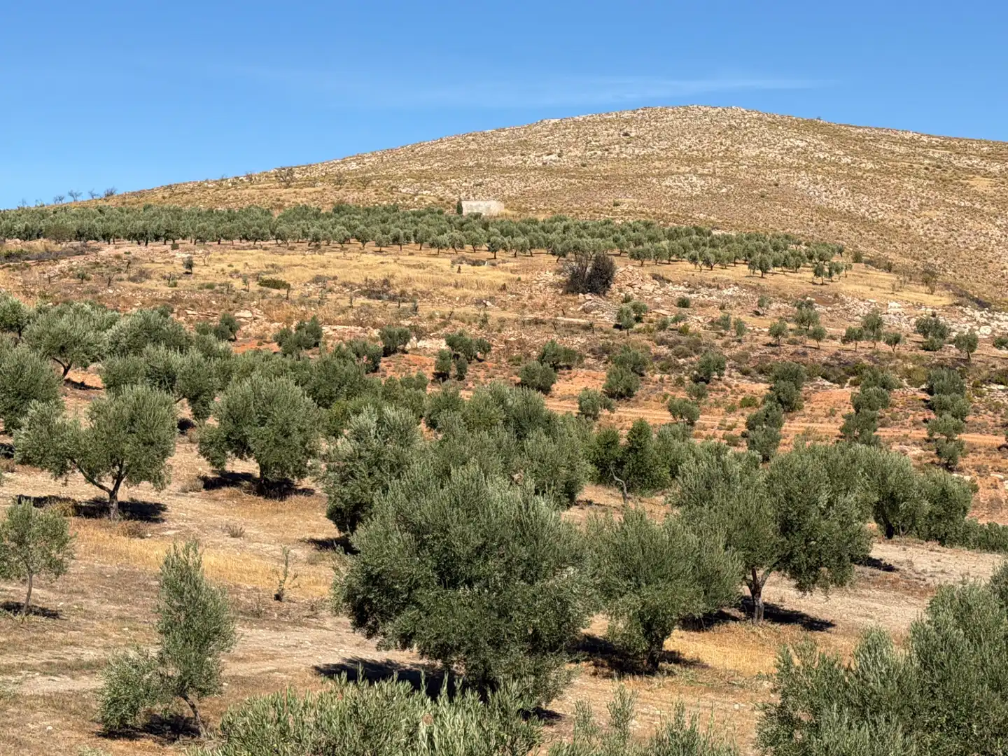 Terreno rustico in vendita a Camino de la Sierra, imagen 14