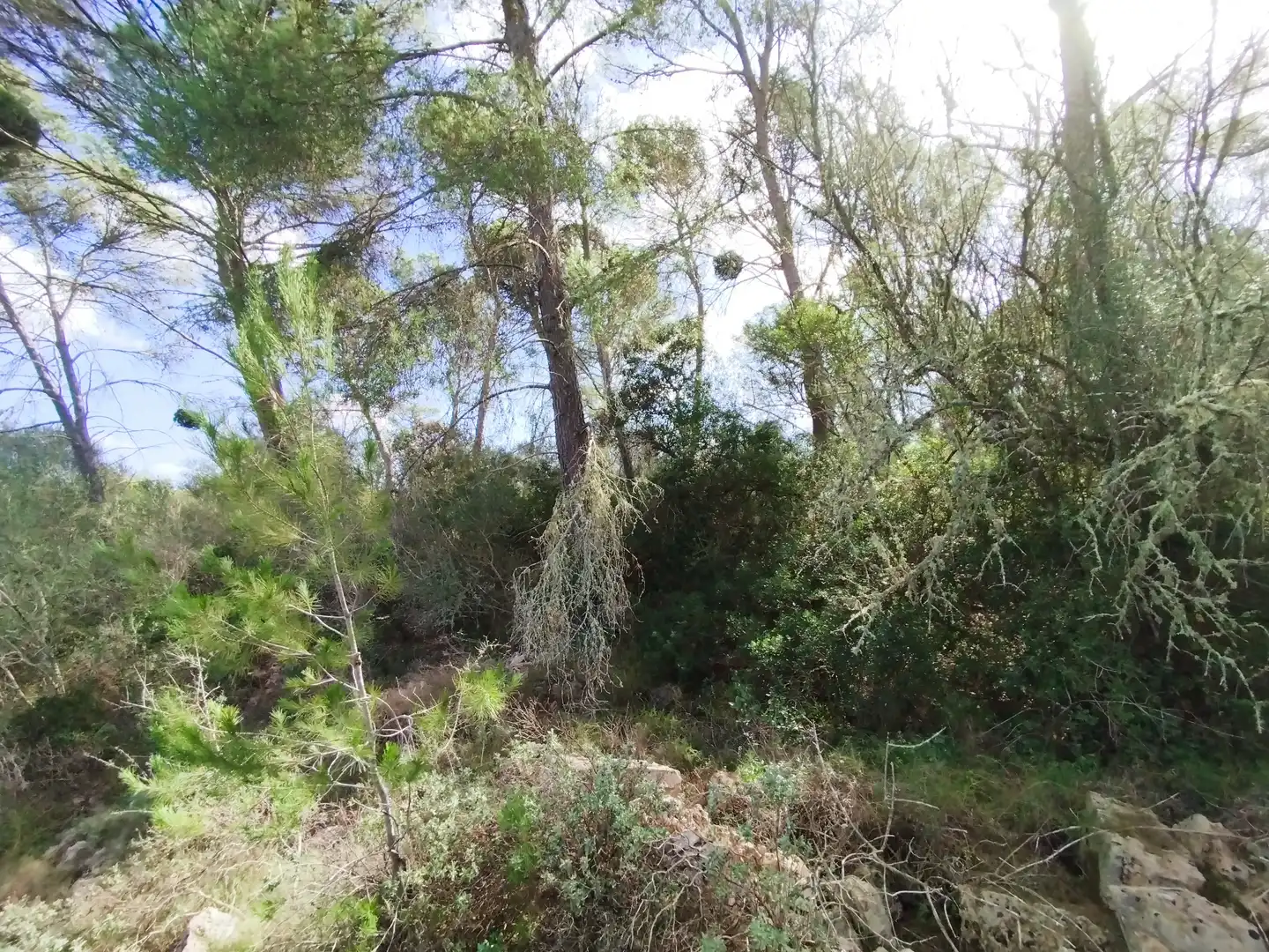 Terreno rustico in vendita a Algaida