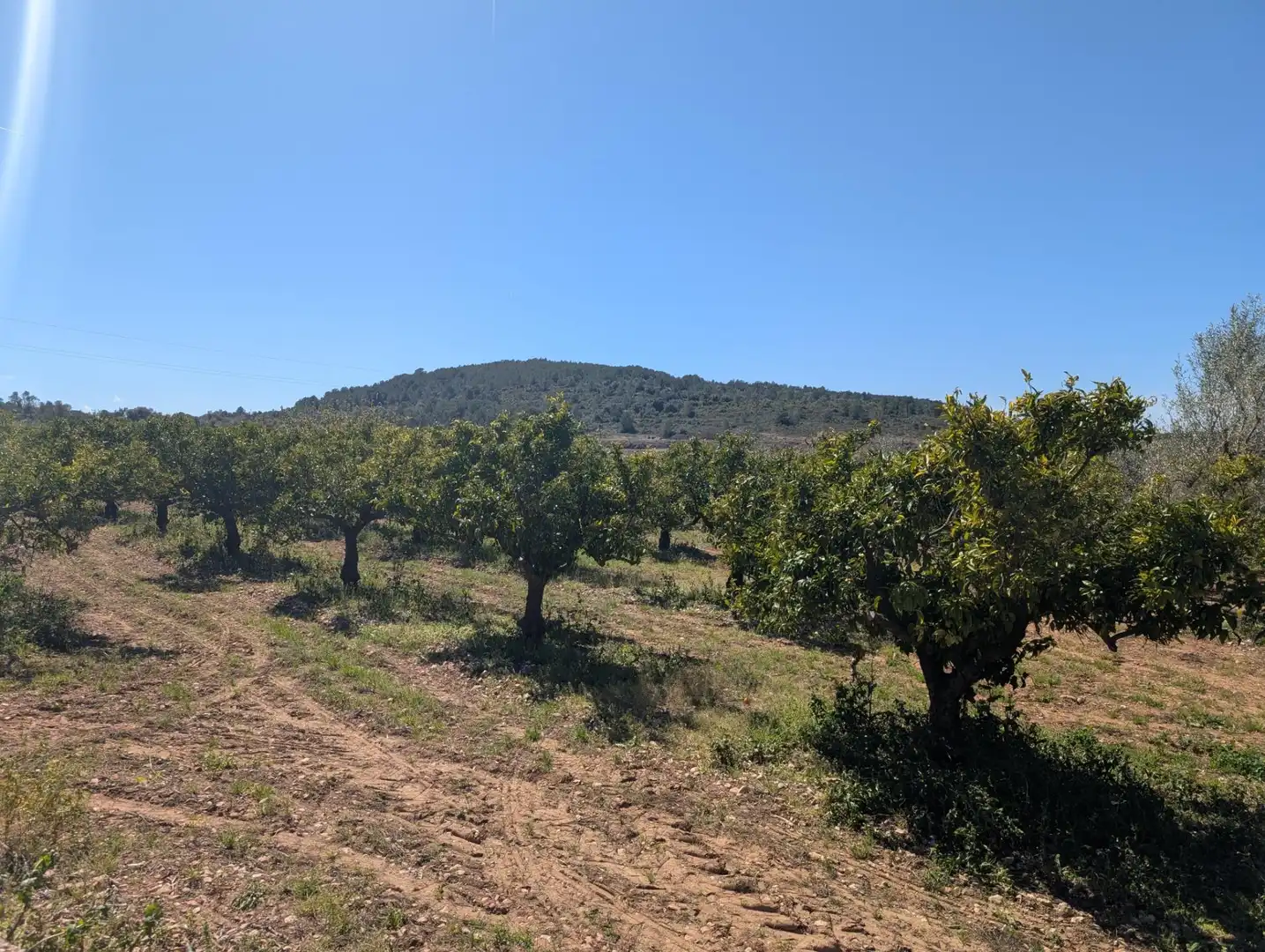 Grundstücke zum Verkauf in Ulldecona