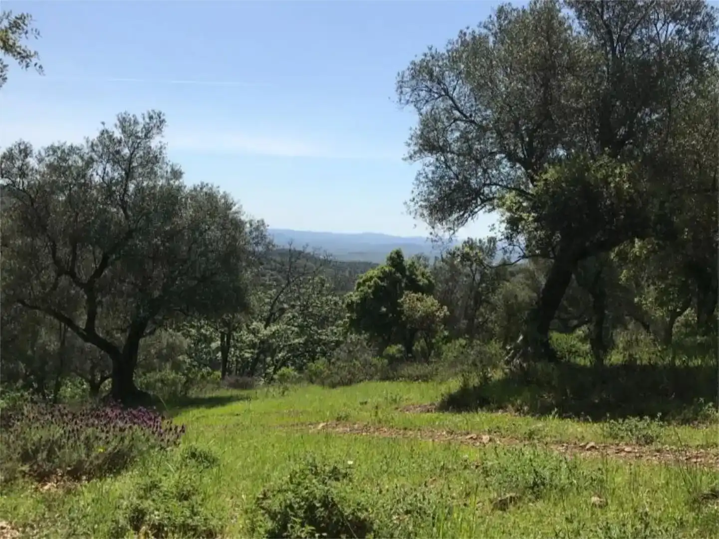 Terreno en venta en Calera de León