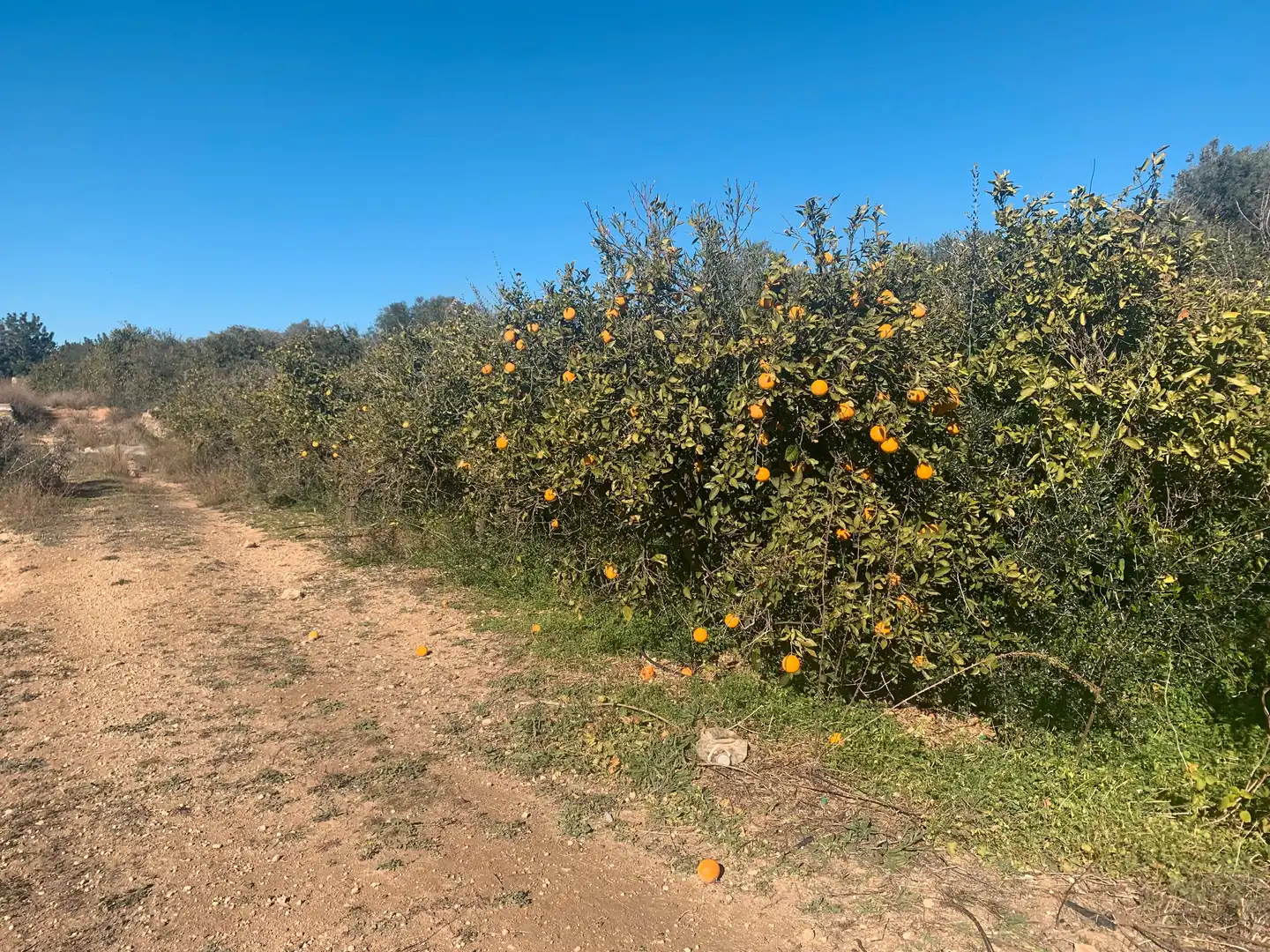 Land for sale in Picassent