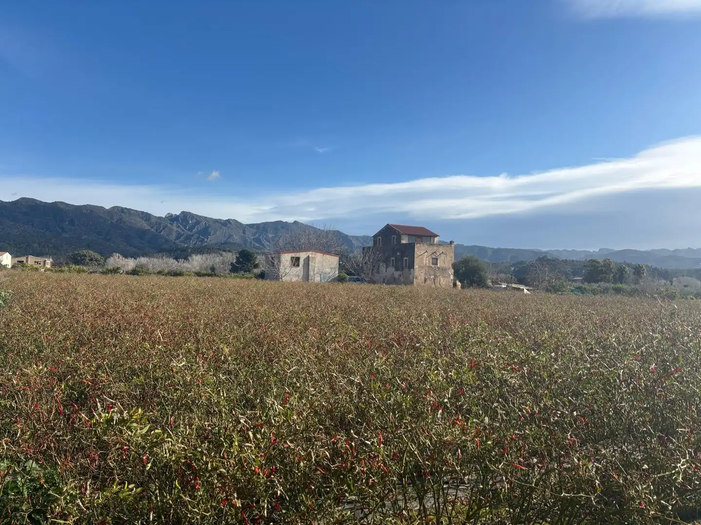 Terrain rustique à vendre à Xerta, imagen 12