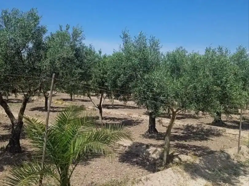 Grundstücke zum Verkauf in Balanegra