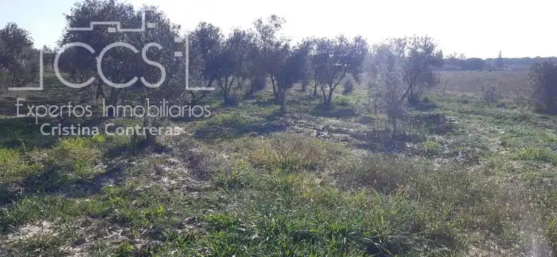 Terreni e lotti in vendita a Almonte ciudad, imagen 4