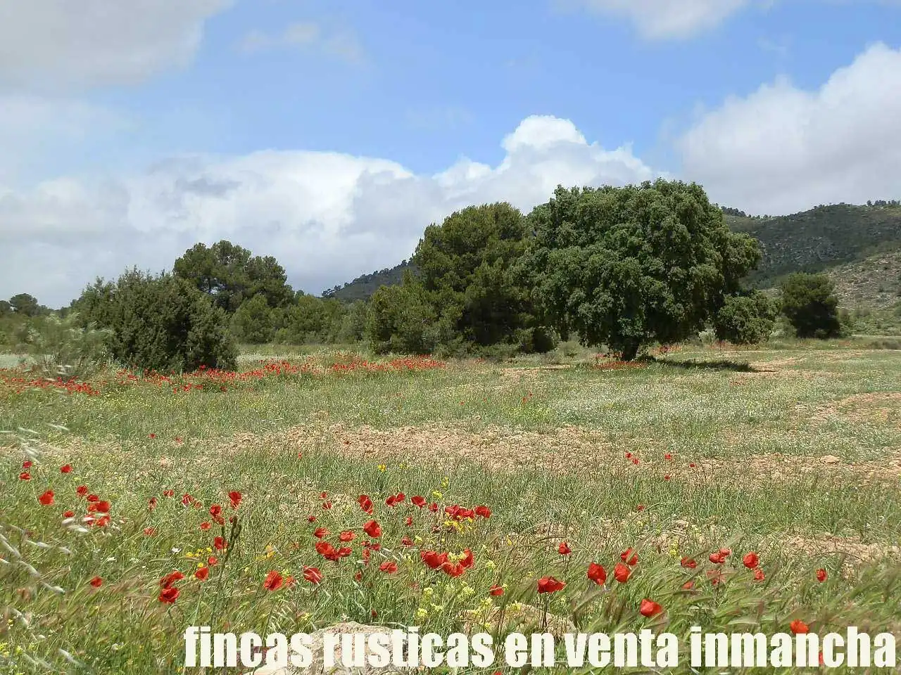Terreni e lotti in vendita a Elche de la Sierra, imagen 18