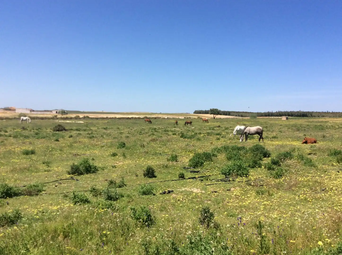Land for sale in Almonte