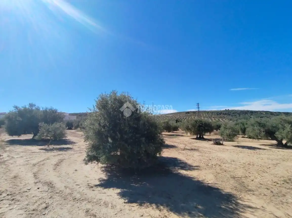 Rural land for sale in Mengíbar, imagen 13