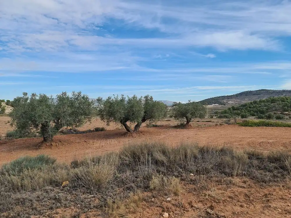 Terreno residencial en venta en El Pinós / Pinoso, imagen 8