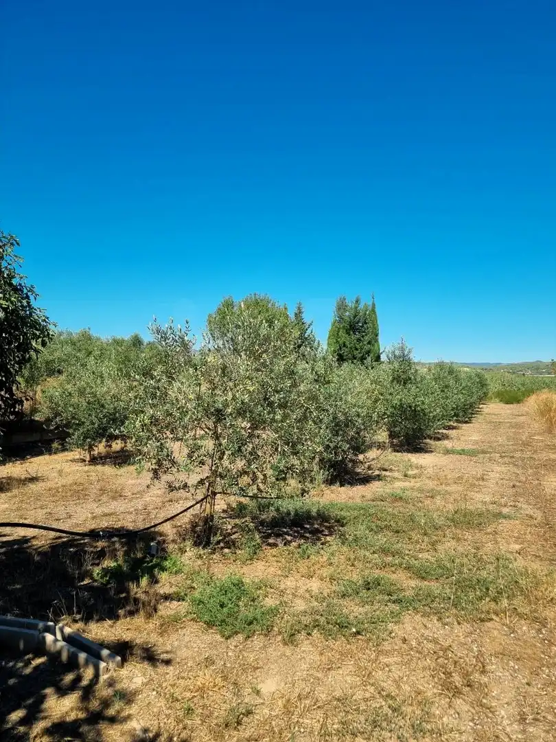 Lands and plots for sale in poligono 17 parcela 32, imagen 22