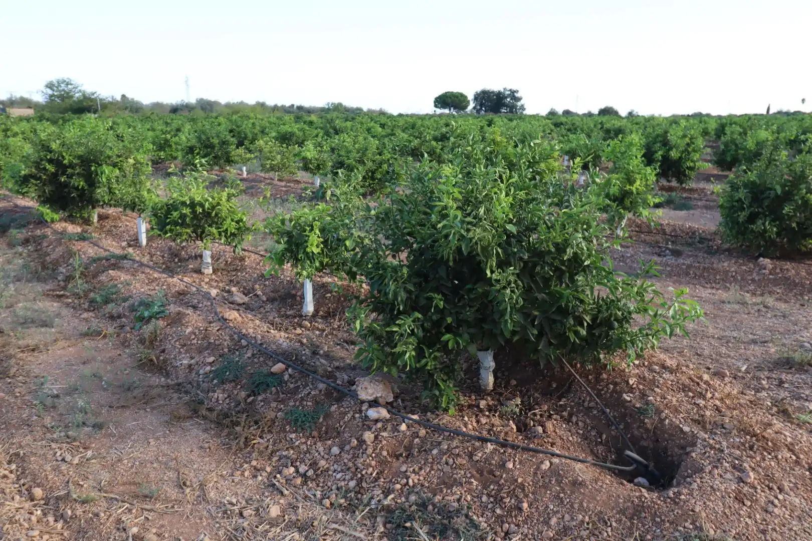 Terreny en venda en Vinaròs