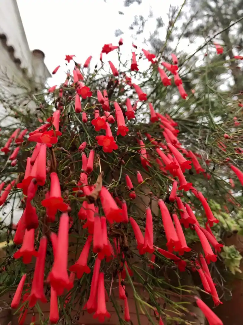Jardí de Casa o xalet en venda en Algeciras