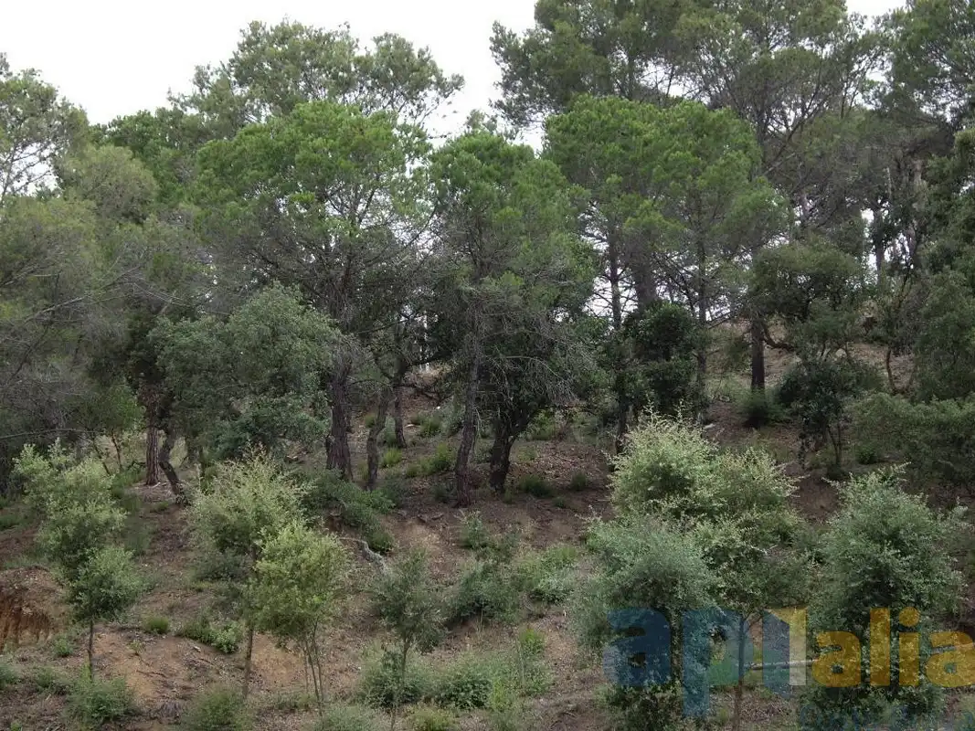 Terreny residencial en venda a Carrer Alzina, imagen 3