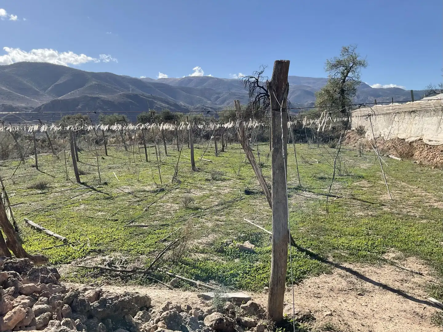 Land for sale in Padules