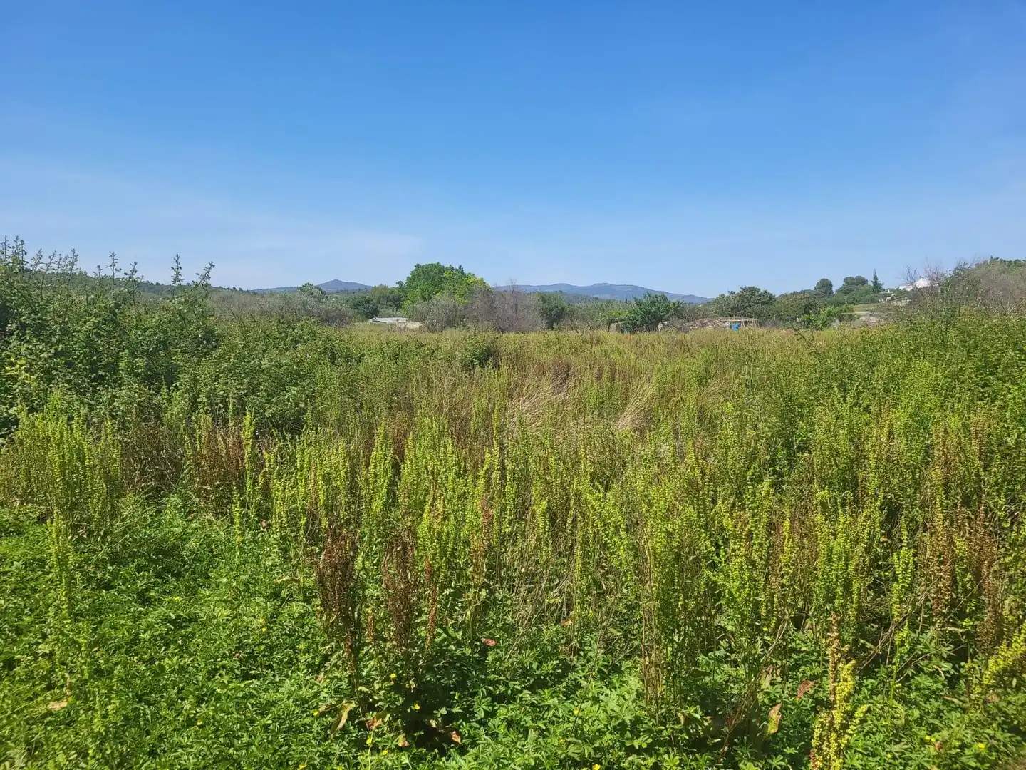 Terreny rústic en venda a Vall d'Alba, imagen 2