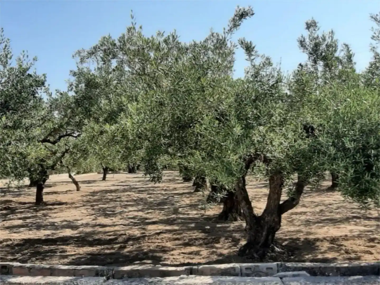 Jardín de Finca rústica en venta en Ontinyent