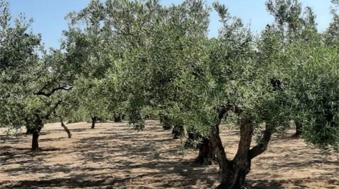 Photo 5 of Country homes for sale in Plaça Numero 16, 519, El Llombo, Ontinyent