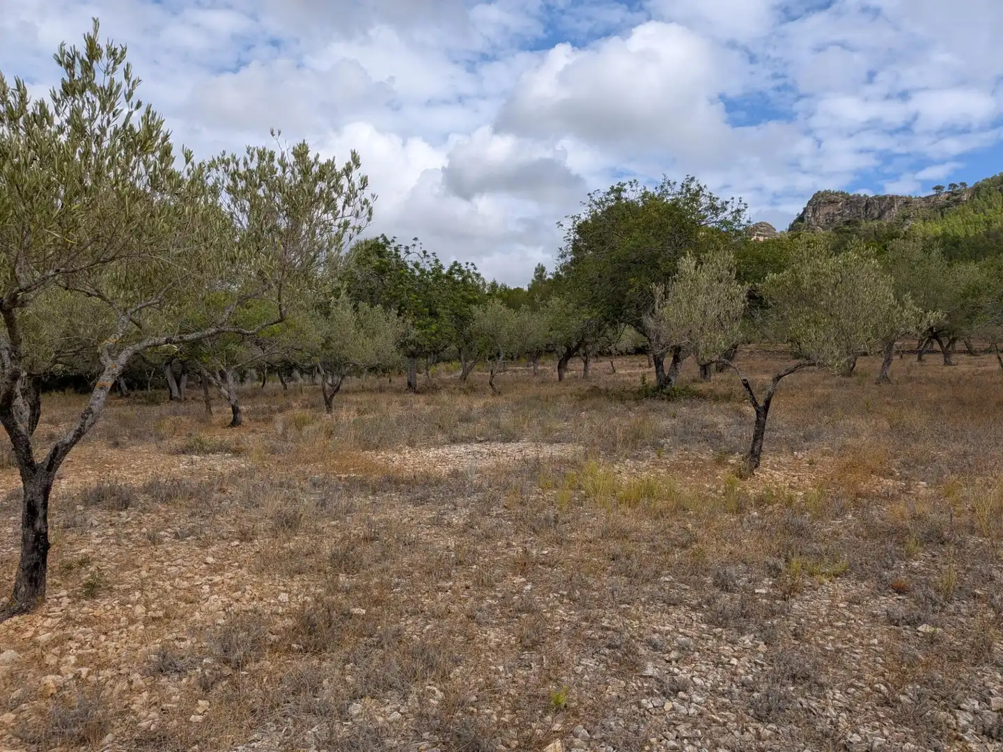 Maison rustique à vendre à Camino  Tivissa 51, imagen 50