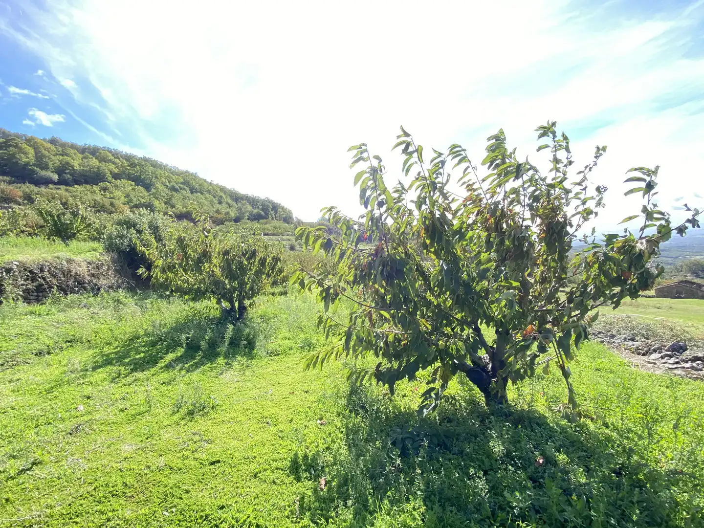 Terreni e lotti in vendita a Barrado, imagen 21