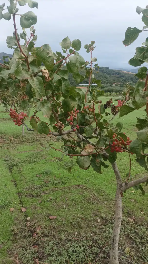 Terreni e lotti in vendita a Avenida de la Vera, imagen 7