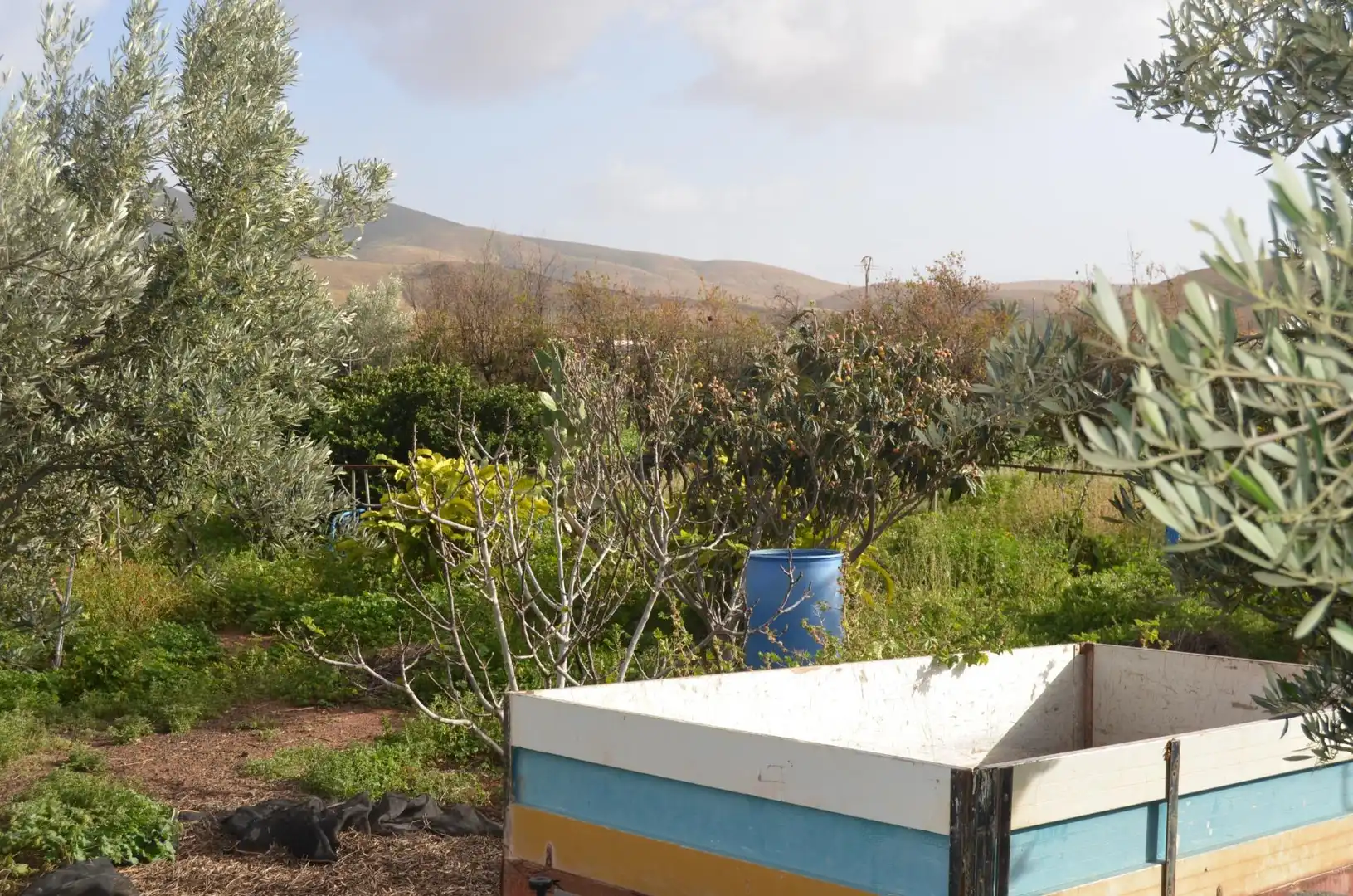 Jardí de Finca rústica en venda en Pájara amb Jardí privat, Terrassa i Traster