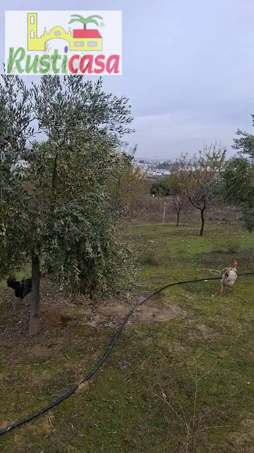 Terreni e lotti in vendita a Sevilleja, imagen 4