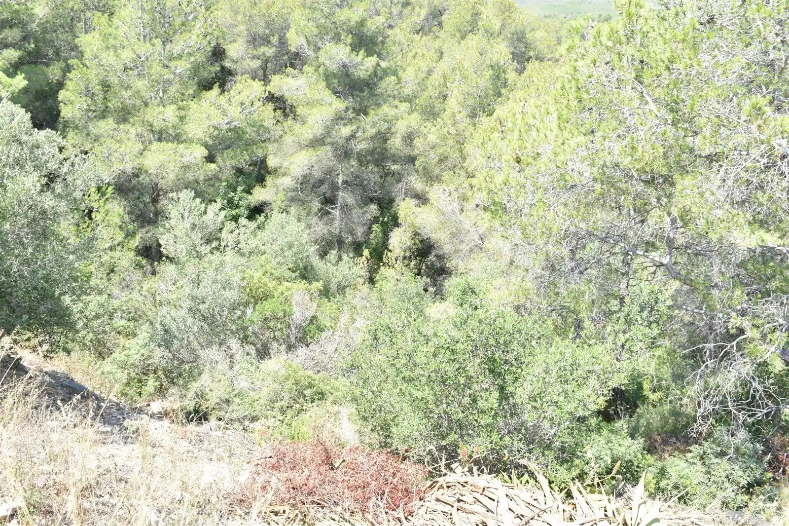 Rural land for sale in TER-UR CAN GORDEI, imagen 3