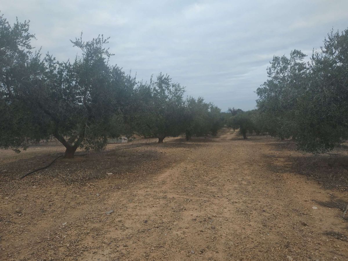 Finca rústica en venta en Riudecanyes