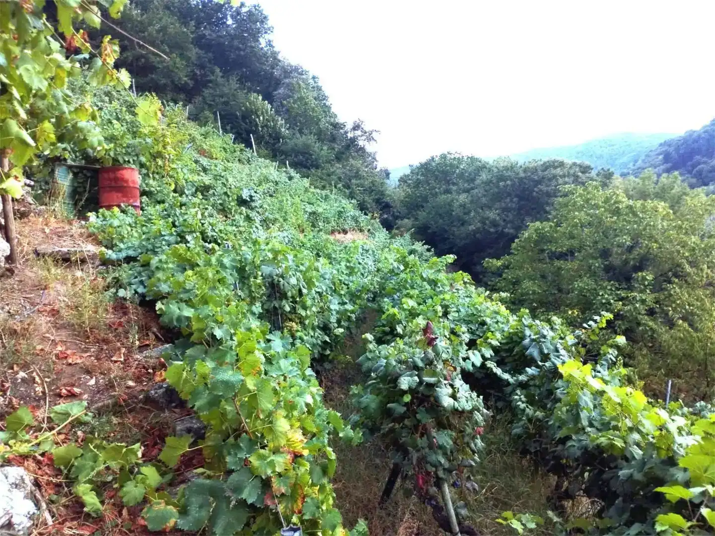 Jardín de Terreno en venta en O Saviñao 