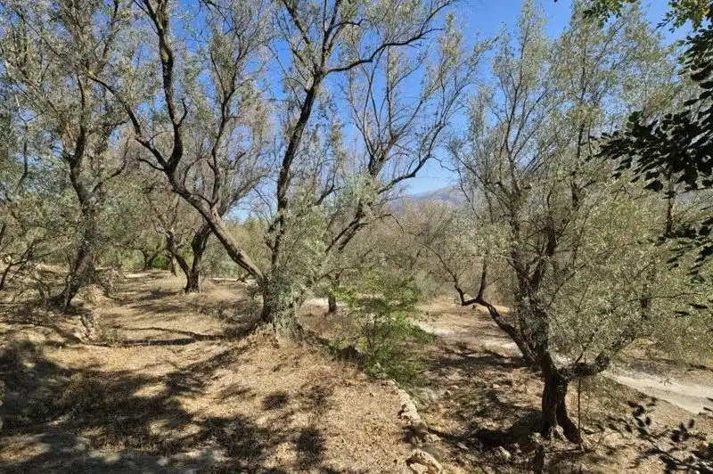 Terreno rustico in vendita a El Pinar, imagen 22