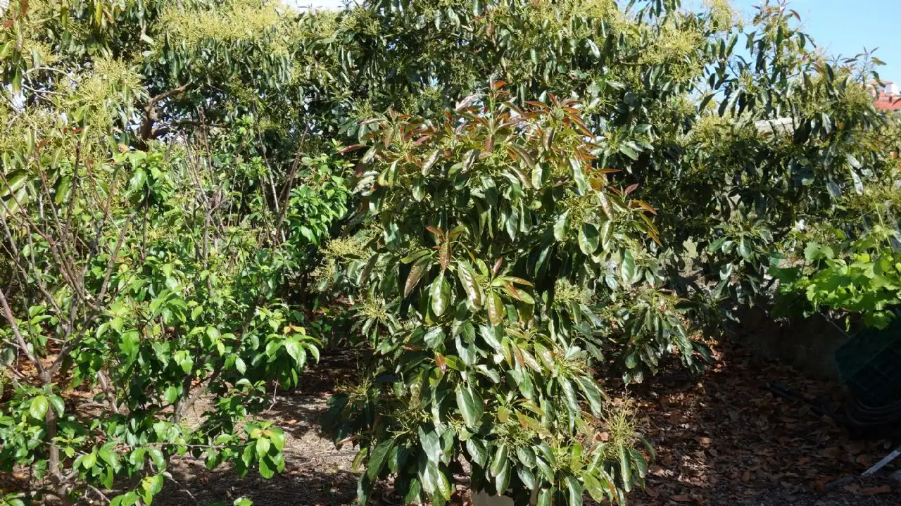 Jardí de Finca rústica en venda en Molvízar