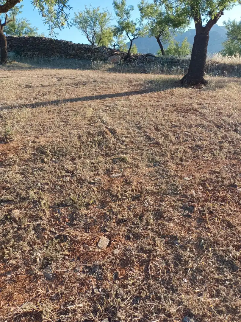 Rural land for sale in Nigüelas, imagen 7