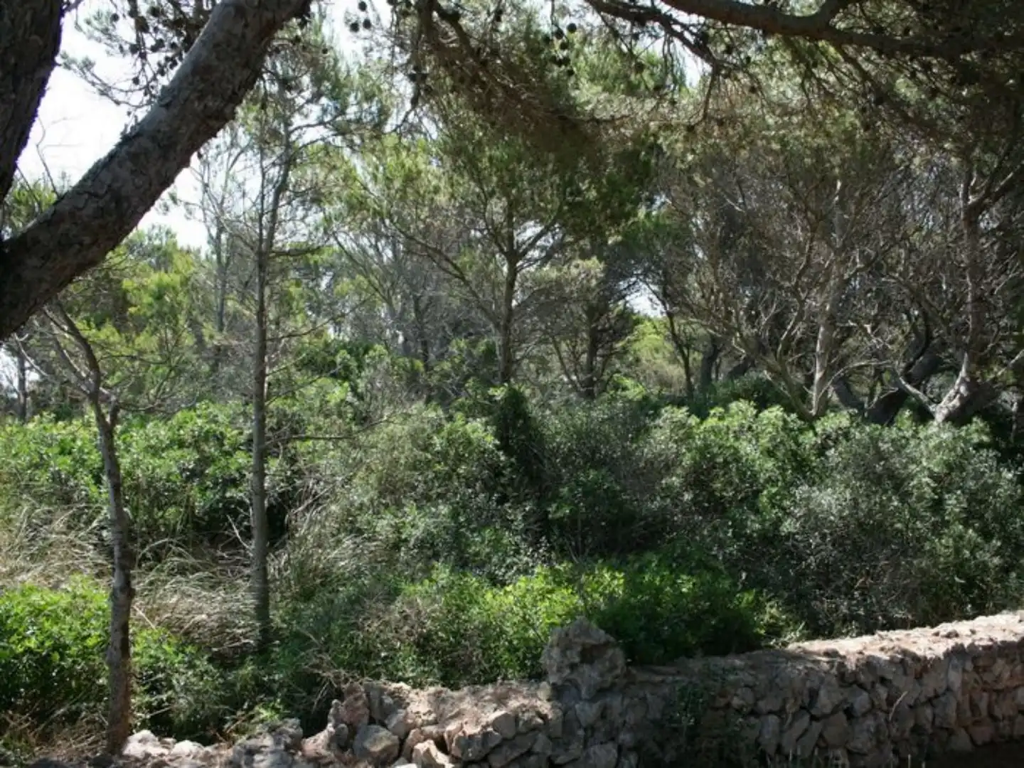 Wohnbaugrundstück zum Verkauf in Cala Morell