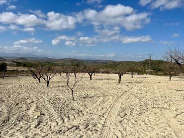 Terrenys i solars en venda a Bullas