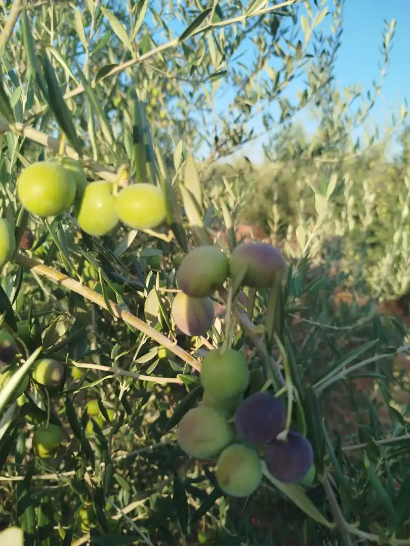 Terreno rustico in vendita a Oeste, imagen 19
