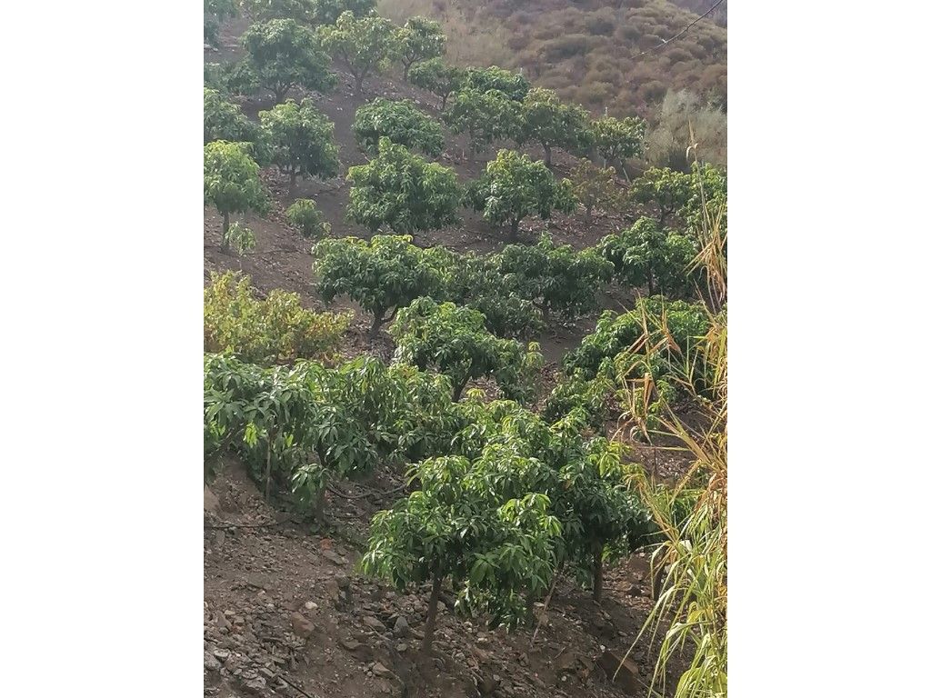 Houses for sale in Viñuela