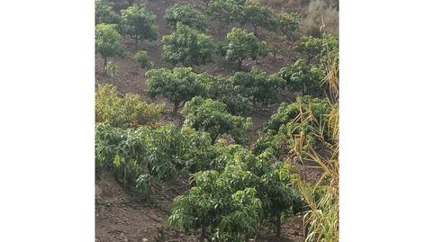 Photo 3 of Houses for sale in Viñuela, Málaga