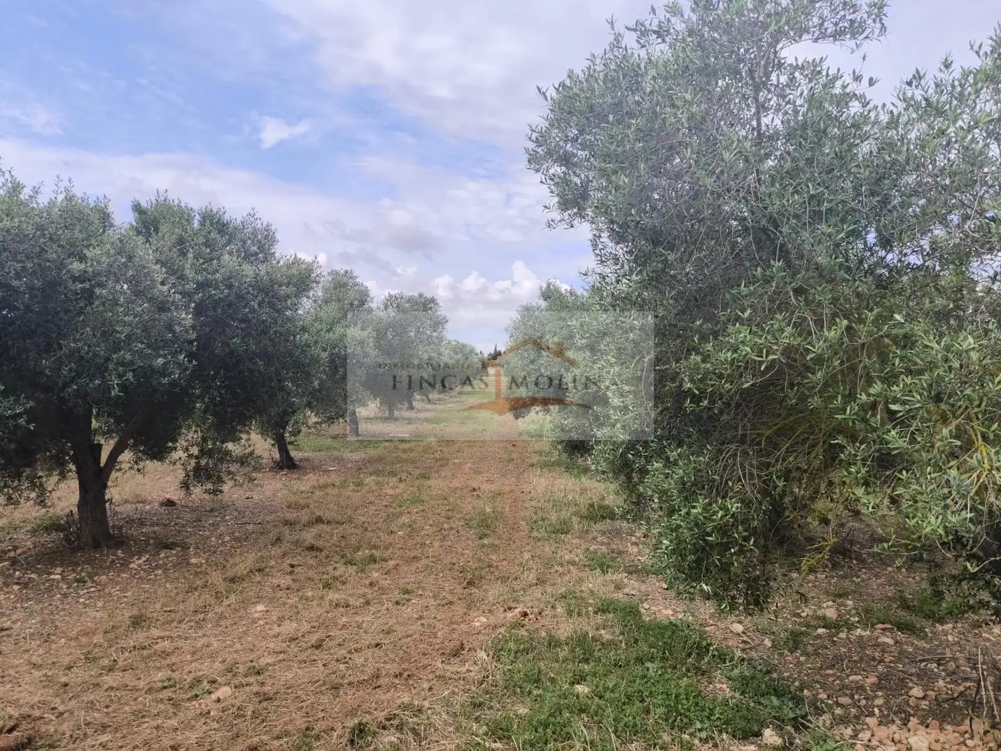 Terrenys i solars en venda a Sa Pobla, imagen 9